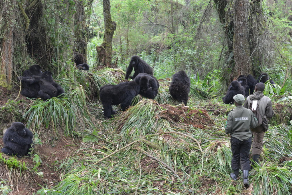 Wildlife in Akagera National Park Rwanda